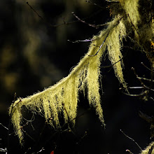 Usnea Sprig on branch, for aquarium fish and human gram positive bacteria