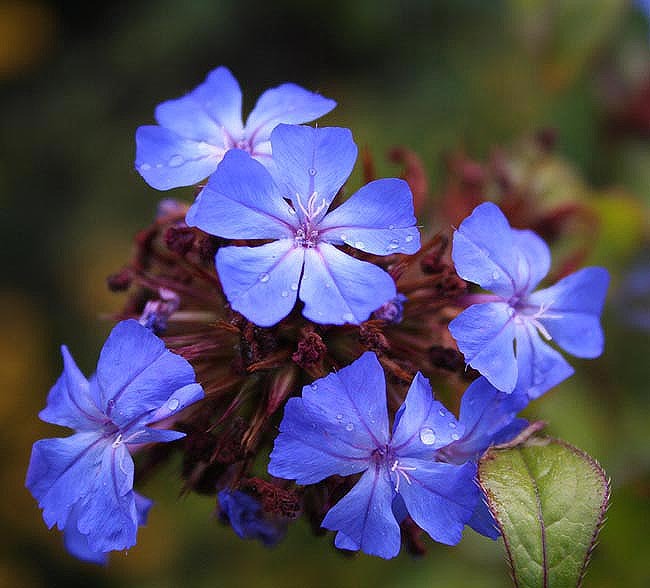 Fotos De Las Flores De Bach - ¿Qué es El Jardí de les Essències?