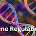 GENE REGULATION IN BOTH EUKARYOTIC & PROKARYOTIC CELLS | Structural Genes & Regulatory Genes 