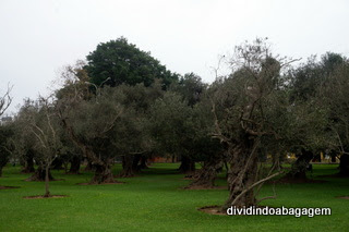 Parque El Olivar, San Isidro, Lima, peru