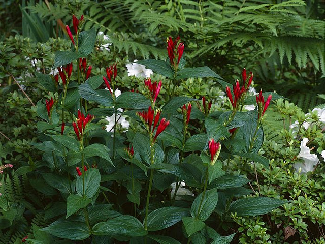 Amazing Flowers from India