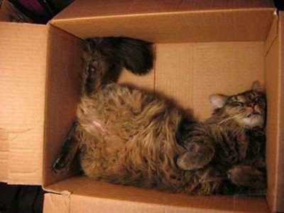 Cats Will Sleep Anywhere 26