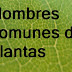 NOMBRES COMUNES DE PLANTAS