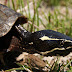 Common musk turtle - rùa xạ hương hiền lành dễ tính