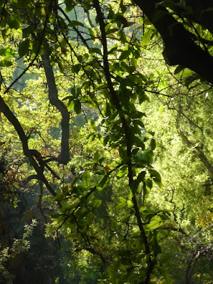 La luz del sol entre las ramas del Jardín Botánico de Valencia