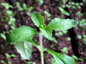 Stevia Rebaudiana leaves, sweetleaf, sugarleaf, sweet herb of Paraguay