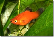 Platy