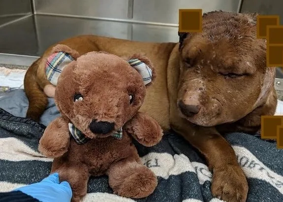 Dog-Who-Had-His-Ears-Ripped-Off-Just-Wants-to-Cuddle-and-Find-a-Forever-Home