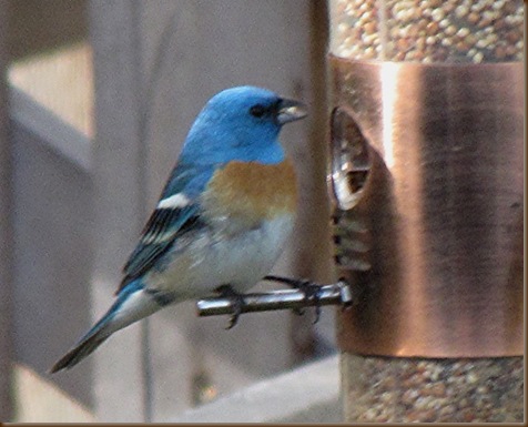 Lazuli Bunting