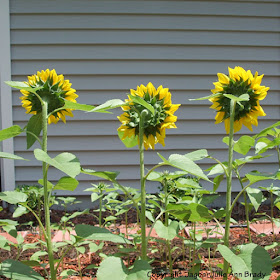 Green Backs of the Three Impressive Yellow Sunflower Blossoms