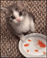 Cute Kitten GIF • Hungry Kitty meowing, she is not happy because her food bowl is empty! [ok-cats.com]