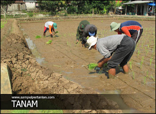 Penyebab tanam tidak serempak