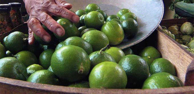 Economía/ Precio del limón se ofrece hasta  50 pesos por kilogramo: Profeco