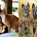 How Many Dogs or Cats Can You Own in British Columbia, Canada