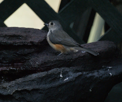 Titmouse/