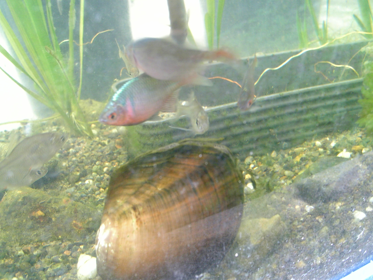 我が家のお魚ライフ バラタナゴの採取と飼い方