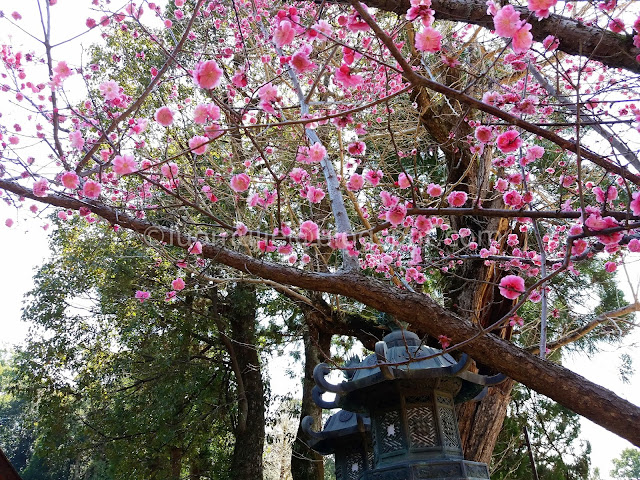 Japan cherry blossoms