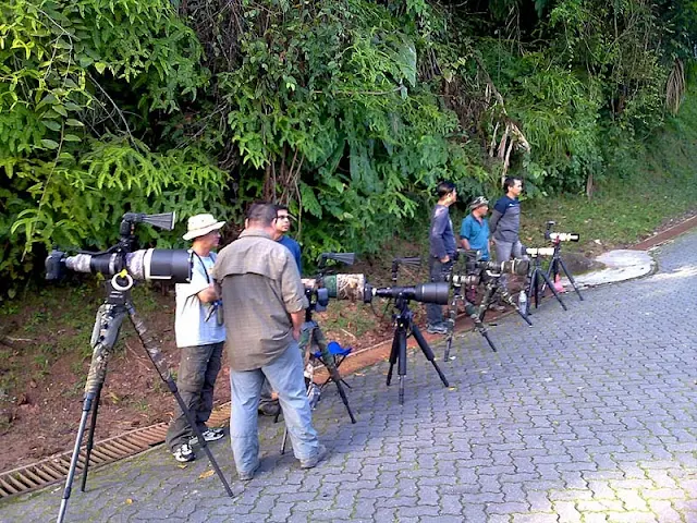 Photographers waiting for bird