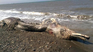 Mystery sea creature - with 'fur' and 'a beak' - washes up on remote Russian beach, baffling scientists