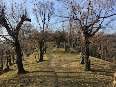 Easy trail through roccoli.