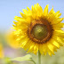 Brighten Up Your Garden with Sunspot Dwarf Sunflowers: Growing Tips, Care and Uses