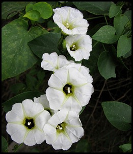 Turbina corymbosa