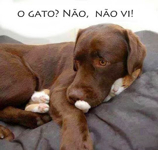  Foto de um cão Labrador chocolate deitado em meia lua sobre um cobertor cinza. Seus olhos estão atentos, a cabeça voltada à esquerda está apoiada sobre a cabeça de um gatinho branco e amarelo com os olhos fechados. Visualiza-se apenas a cabeça do bichano, as patinhas traseiras entre a pata e coxa direita do Labrador e na mesma proporção de tamanho, a pata esquerda do felino cobre parte do focinho do cão. No topo lê-se: O gato? Não,não vi!