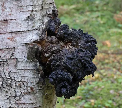 Chaga mushroom company in Ladakh