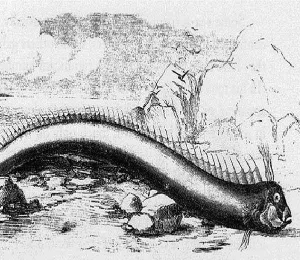 The Halifax Sea Serpent