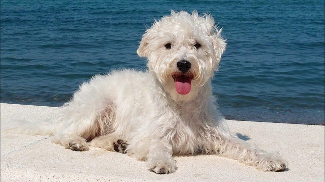 Westiepoo dog breed - cute and fluffy cross between a West Highland White Terrier and a Poodle.