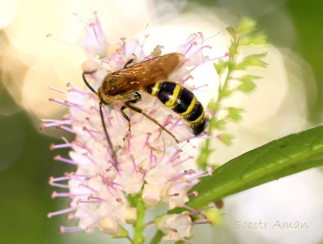 Megacampsomeris prismatica