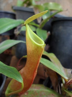 Plants Everywhere, Nepenthes