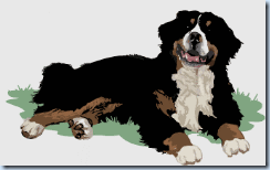 bovaro bernese