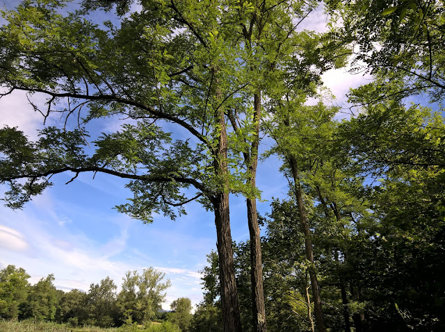 Robinia pseudoacacia