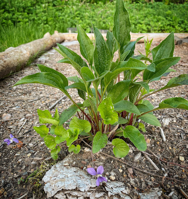 A coneflower plant with green leaves as it emerges in spring. A small common violet is also planted at its base.