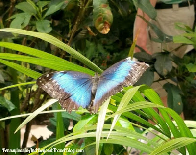 The Butterfly Atrium at Hershey Gardens in Pennsylvania