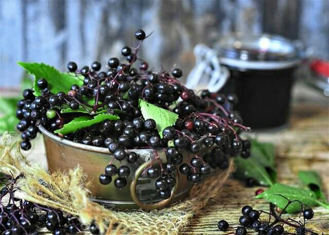 Elderberry, Berries