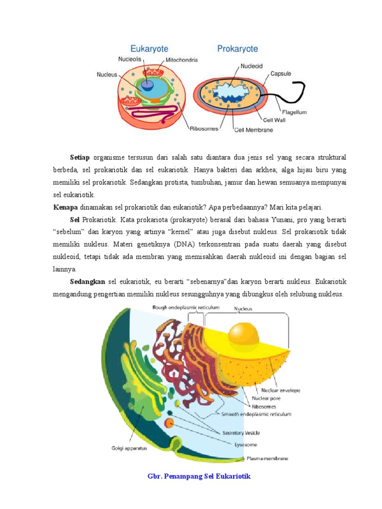 perbedaan eukariotik dan prokariotik - wood scribd indo