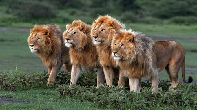 Lahore’s Safari Park Zoo is Auctioning Off Lions
