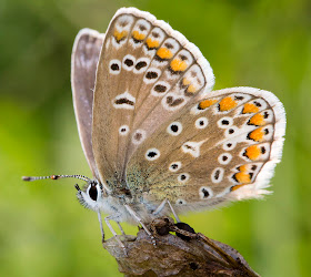 Common Blue butterfly, Polyommatus icarus.  Lycaenidae.   High Elms Country Park, 9 August 2014.