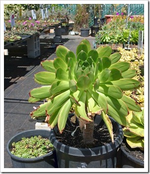 120414_AnniesAnnuals_Aeonium-hierrense