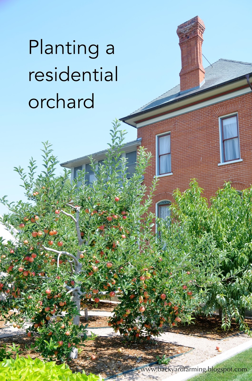 Backyard Farming Home Orchards