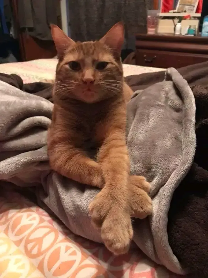 CAT WITH THUMBS PHOTO