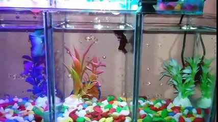  Contoh  Aquarium Modern Unik Untuk Ikan  Cupang  Hias