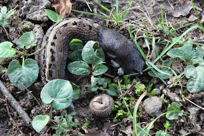 - Zwarte Aardslak - Limax cinereoniger