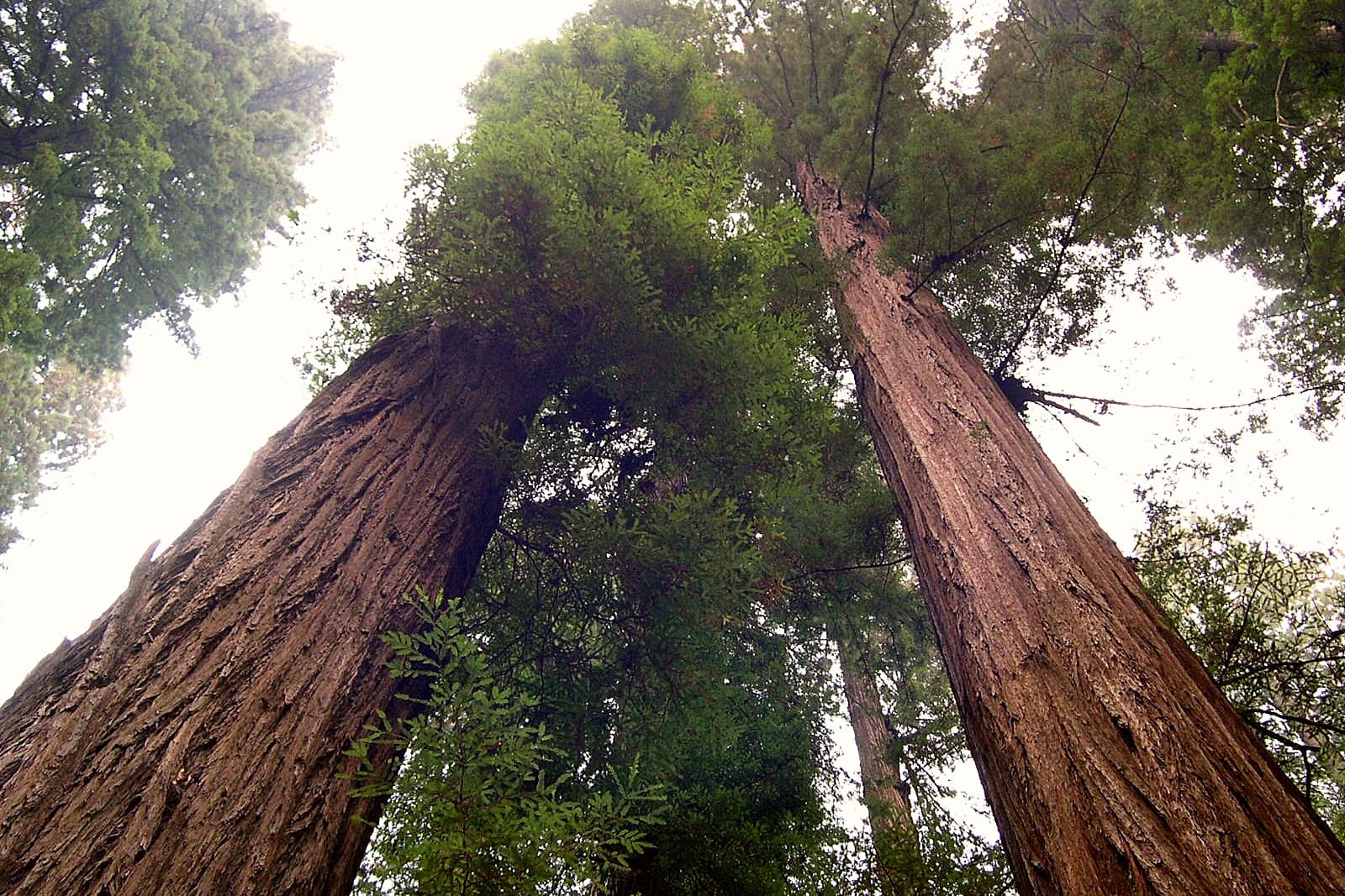 Hyperion: The tallest tree in the world is out of reach of people