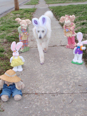 Carma, white standard poodle, hopping down sidewalk with bunnies on both side