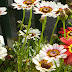 Crisantemo tricolor, Margarita tricolor, Chrysanthemum carinatum,
Ismelia carinata
