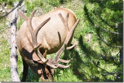 Yellowstone 2009 017