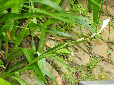 台灣鳶尾的花序